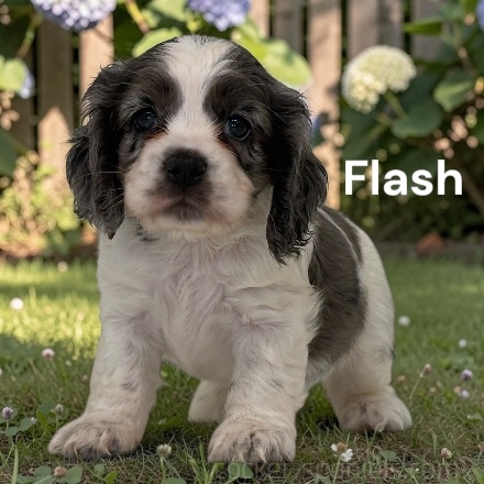 puppy, for, sale, Cocker Spaniel, Joe & Cherri  Overlease, dog, breeder, Miller, MO, dog-breeder, puppy-for-sale, forsale, nearby, find, puppyfind, locator, puppylocator, aca